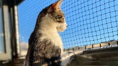 Ensure Balcony Safety with Reliable Cat Net Installation Dubai